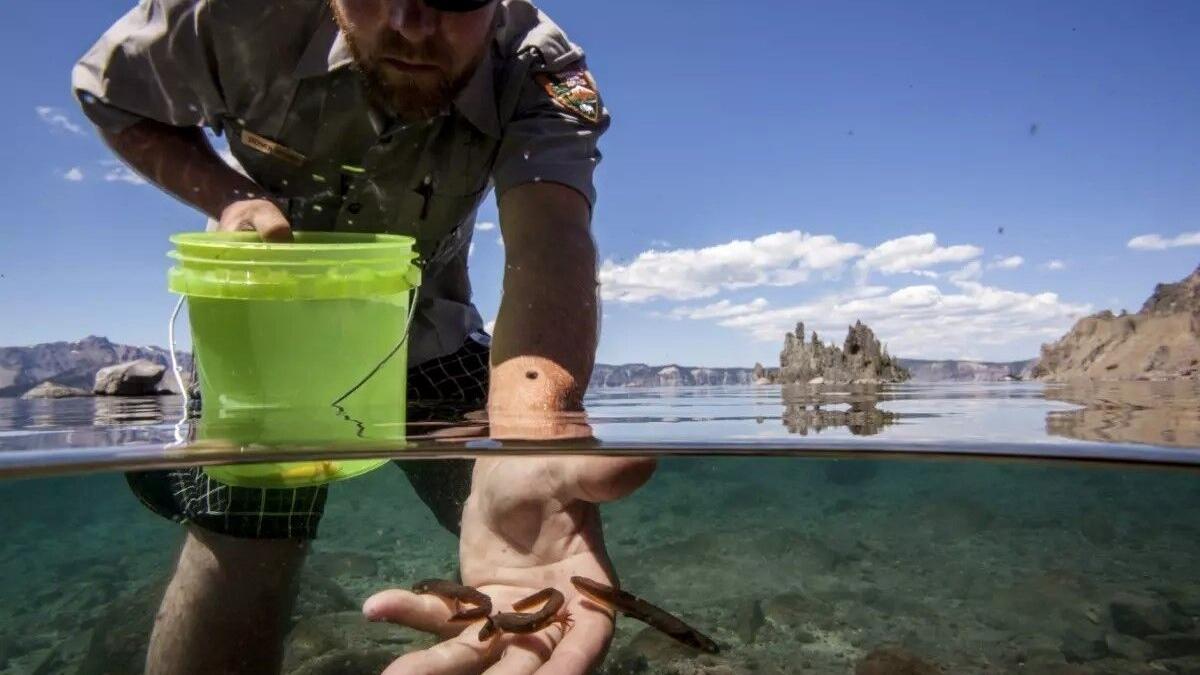 Crater Lake newt reviewed for Endangered Species Act listing